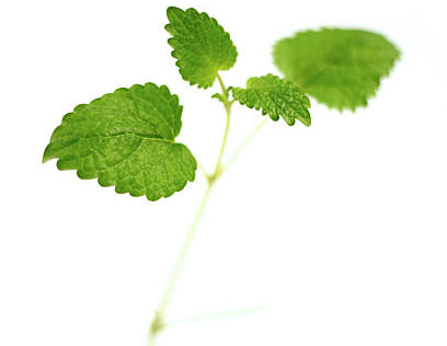 menthe pour hydrolat laboessie